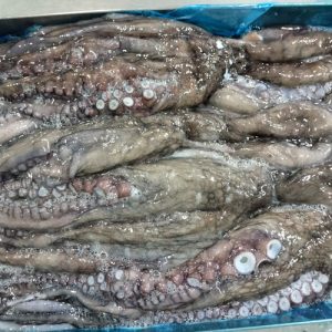 PULPO DEL SUR CONGELADO