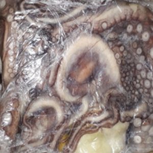 PULPO DEL NORTE CONGELADO